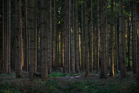 dark coniferous forest with closely planted trees and lateral light, selected focus
