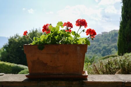 rustic ceramic flowerpot with red geranium flowers on a garden wall in front of a sunny landscape の写真素材