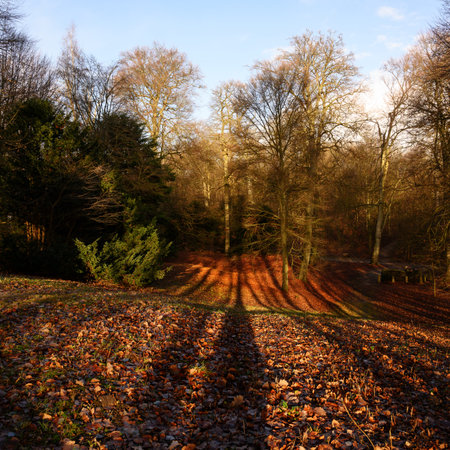 long tree shadows on the red carpet from autumn leaves in a hilly deciduous forest in the afternoon...