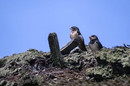 two young barn swallow birds (Hirundo rustica) on a thatched roof waiting for food against the blue...