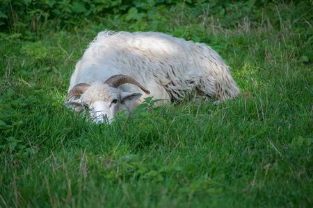 white sheep with horns lies in the high grass on the pasture, copy space, selected focusの写真素材