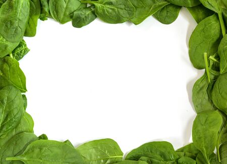 Frame border from fresh spinach leaves isolated on a white background, copy space, high angle top view from aboveの写真素材
