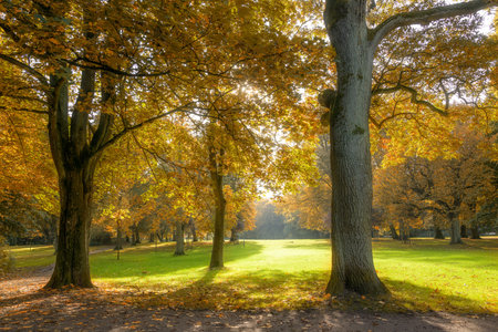 Beautiful old trees with colorful autumn leaves in an old parkの写真素材