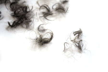 Tufts of black and grey curls after the hair cut on a white background, copy space, selected focus, very narrow depth of fieldのeditorial素材