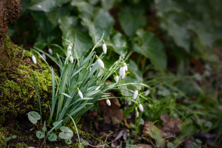 Snowdrops (Galanthus nivalis) are growing in the shade of a tree trunk in the garden, the first white flowers in early spring, copy space, selected focus, narrow depth of fieldのeditorial素材