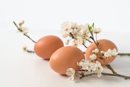 Three brown Easter eggs and a cherry plum twig (Prunus cerasifera) with white flowers, spring decoration on a white table with copy space, selected focus, narrow depth of fieldの写真素材