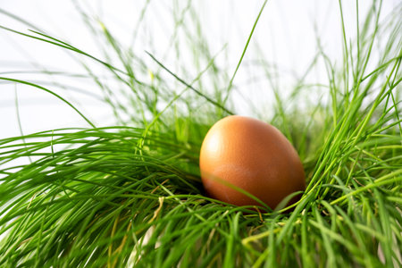 Organic brown Easter hen's egg in a nest of green grass, selected focus, narrow depth of field