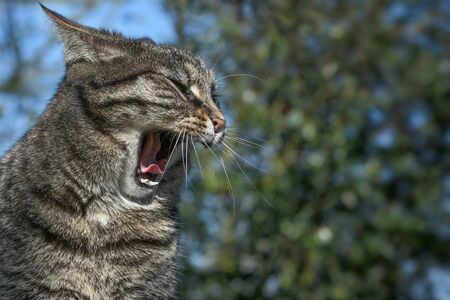 Yawning tabby cat in the garden in front green leavesの写真素材