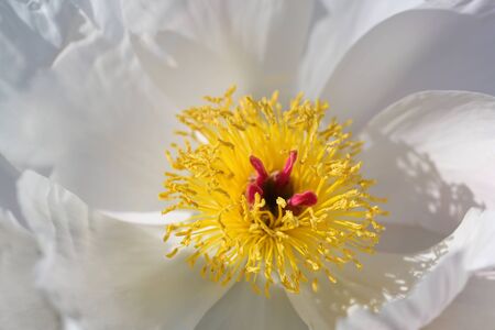 Beautiful flower of peony or paeony with yellow stamens and red pistils between white petals, full frame close-up with copy space, selected focus, narrow depth of fieldの写真素材