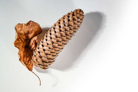 Autumn arrangement with a spruce cone and a dried brown leaf on a light gray background, copy space, selected focus, narrow depth of fieldの写真素材