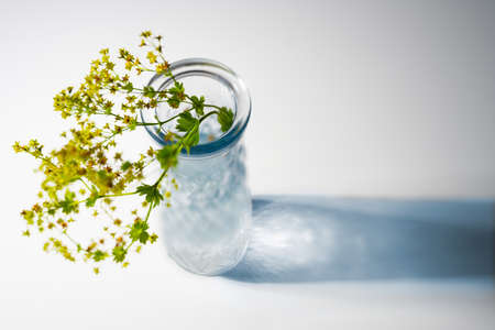 Glass vase with flowers from lady's mantle (Alchemilla) and a blue shadow on a white background with copy space, view from diagonal above, selected focus, very narrow depth of fieldの写真素材