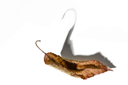 Withered brown leaf throwing a shadow in shape of a swan, autumnal still life concept with hope for the next year, white gray background, copy space, selected focus, narrow depth of fieldの写真素材