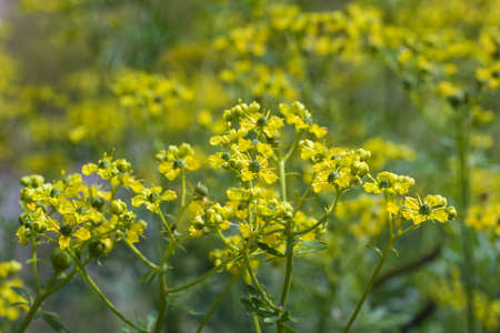Blooming common rue or herb-of-grace (Ruta graveolens) with yellow flowers, aromatic herb and medicinal plant since ancient times, copy space, selected focus, very narrow depth of fieldの写真素材