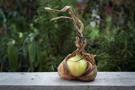 Rustic organic onion with dried leaves on a gray wooden board in the vegetable garden, healthy homegrown plant, copy space, selected focus very narrow depth of fieldの写真素材
