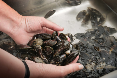 Hands of a woman washing mussels in a sink with cold water, copy space, selected focus, narrow depth...
