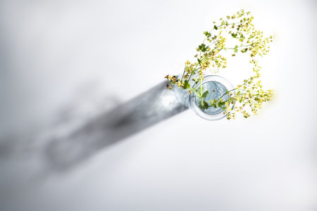 Flowers from lady's mantle (Alchemilla) in a glass vase with a long shadow on a gray background,...