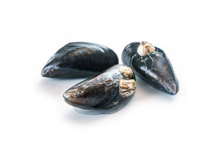 Three fresh raw blue mussels with some barnacles isolated with shadows on a white background, copy...