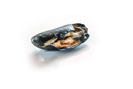 Spoiled blue mussel with destroyed shell, not fit for human consumption, isolated on a white background, copy space, selected focusの写真素材