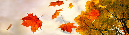 Red and golden colored autumn leaves falling down from a maple tree, sky with clouds and copy space,...