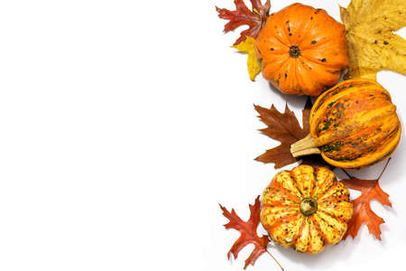 Squashes or food pumpkins and colored autumn leaves on one side, greeting card for Halloween or Thanksgiving on a white background with large copy space, high angle view from above, selected focusの写真素材