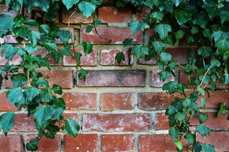 Evergreen ivy (Hedera helix) frames an old brick wall, natural background with copy space, selected...