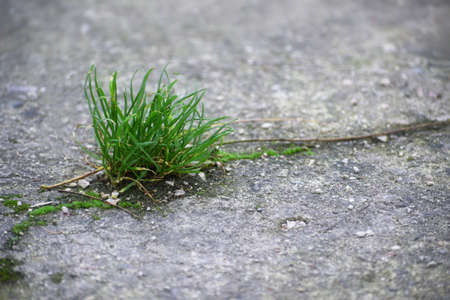 Power of nature, a tuft of grass is growing in a crack in the concrete, copy space, selected focus, narrow depth of fieldの写真素材
