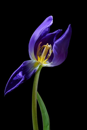 Blue purple tulip with a opened petal and view to stamen and pistil, isolated on a black background, concept for become and pass away, copy space, selected focus, narrow depth of fieldの写真素材