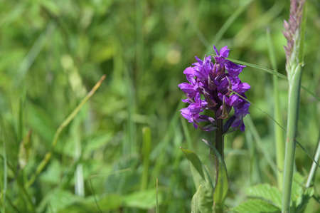 Baltic sea marsh orchid (Dactylorhiza curvifolia), rare wildflower with purple inflorescence growing in the grass of a wetland meadow near Schwerin in Mecklenburg-Western Pomerania, Germany, copy space, selected focusの写真素材