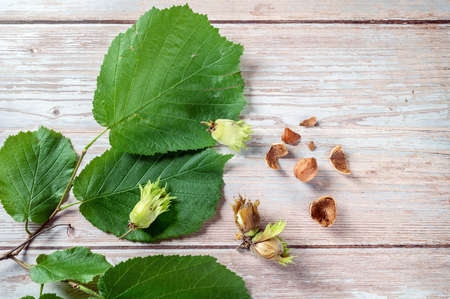 Hazelnuts, fresh, ripe in the shell and cracked with a hazel twig and leaves on a light rustic wooden background, copy space, high angle view from above, selected focusの写真素材