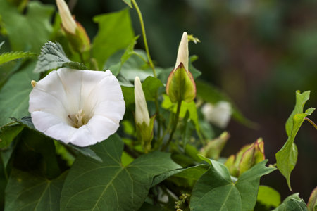 White trumpet flower, buds and leaves of the hedge bindweed (Calystegia sepium) a persistent perennial weed that twines around other plants, copy space, selected focus, narrow depth of fieldの写真素材