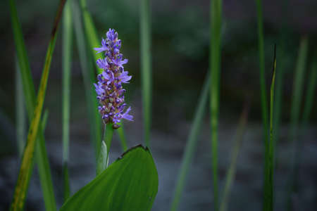 Blue flower of pickerelweed (Pontederia cordata), an ornamental garden pond plant, growing also wild in narrow water of lakes and wetlands in America, dark background with reed, copy space, selected focus, narrow depth of fieldの写真素材
