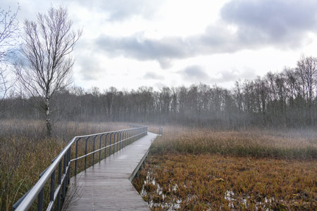Wooden footpath through the swamp landscape near Zarrentin in Germany overgrown with marsh grasses...