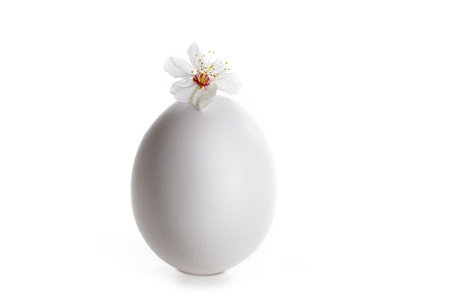 White Easter egg with a small wild plum flower on the top, minimalist holiday greeting card,...