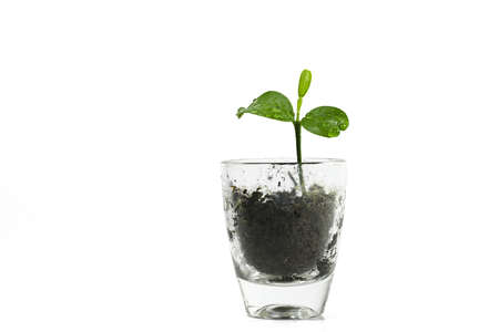 Seedling of a lemon tree growing up in a small glass, nature metaphor for patience, growth and sprouting success, isolated on a white background, copy space, studio shotの写真素材
