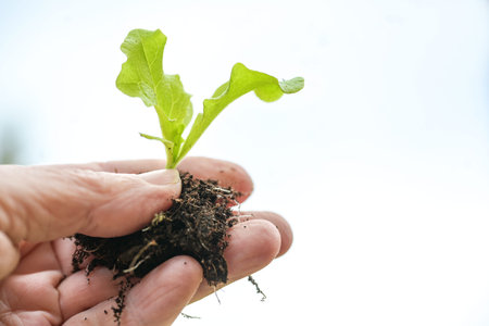 Hand holding a small seedling of lettuce with roots and soil for planting in the vegetable garden,...