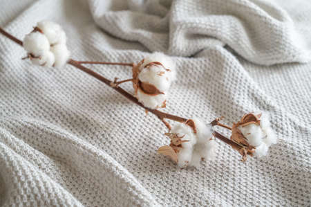 Branch with cotton balls on neutral colored fabric, concept for sustainable, fair and eco friendly fashion, copy space, selected focus, narrow depth of fieldの写真素材