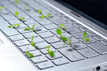 Seedlings growing in a laptop keyboard, symbol for green business, eco-friendly and sustainable economy, copy space, selected focus, narrow depth of fieldの写真素材