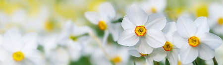 Flowers of white poets daffodil (Narcissus poeticus) with a yellow red ring in the blossom growing in a blooming meadow, panoramic banner format, copy space, selected focus, narrow depth of fieldの写真素材