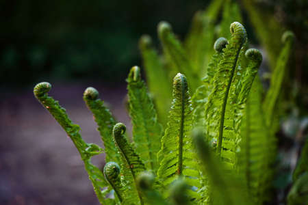 Fern unrolling the green fronds in the dark forest in spring, metaphor for beginnings and togetherness, copy space, selected focus, narrow depth of fieldの写真素材