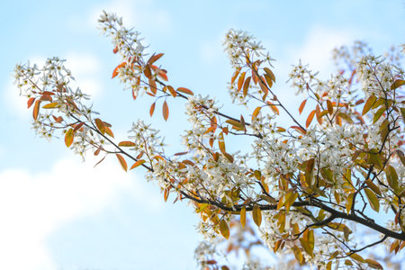 Amelanchier branch with white flowers and copper colored foliage against a blue sky with clouds in spring, copy space, selected focus, narrow depth of fieldの写真素材