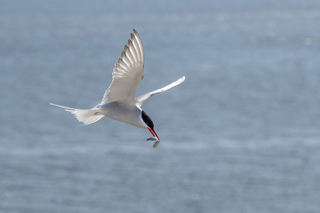 Flying arctic tern (Sterna paradisaea) with a fish in its beak over the blue sea, the elegant...