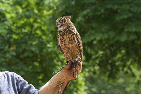 Owl sitting on the leather glove of a female falconer against a green nature background, hunting bird during training, copy space, selected focusの写真素材
