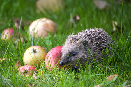 Hedgehog (Erinaceus europaeus) in the green grass on a meadow with fallen apples in autumn, natural gardening for wildlife protection concept, copy space, selected focusの写真素材