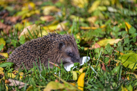 Too small hedgehog (Erinaceus europaeus) is fed with cat food in the autumn garden to build up enough fat reserves for the winter, wildlife protection concept, copy space, selected focusの写真素材