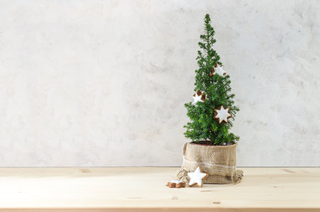 Small conifer plant decorated with cinnamon star cookies as a minimalist Christmas tree, light background with large copy spaceの写真素材