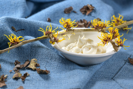 Blooming witch hazel twig (hamamelis), a bowl with skin care cream and dried bark on blue textile, medical plant for natural cosmetics, copy space, selected focus, narrow depth of fieldの写真素材