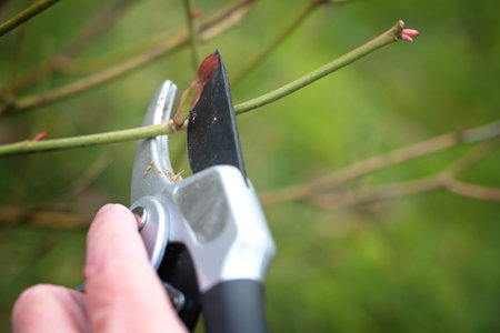 Rose pruning in spring, cutting a twig above a shoot bud with pruning shears, seasonal gardening, natural green background, copy space, selected focus, narrow depth of fieldの写真素材