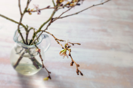 Glass vase with branches of winter cherry (Prunus subhirtella Autumnalis) with delicate blossoms in early spring on a light wooden table, seasonal greeting card with copy space, selected focus, very narrow depth of fieldの写真素材