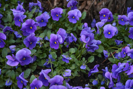 Spring planting with a lot of blue-violet horned pansy (Viola cornuta) in a flower bed in the...