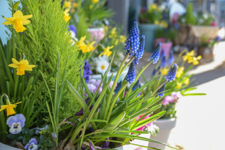 Plant pot with spring flowers such as grape hyacinths and daffodils as Easter decoration and a cheerful welcome at the entrance, outdoor home dÃ©cor, copy space, selected focus, narrow depth of fieldの写真素材